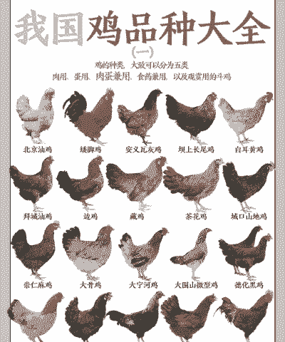 养多少只鸡最好