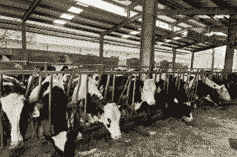 奶牛养殖占多少地