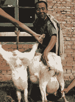 山羊怀孕多少天产仔