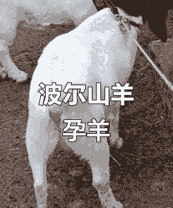 母羊多少斤怀孕正常