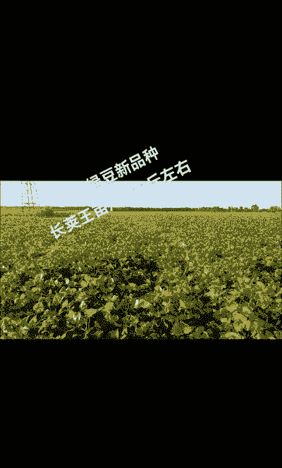 绿豆亩产大约多少斤