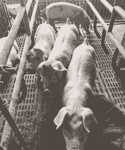 仔猪初生重多少达标