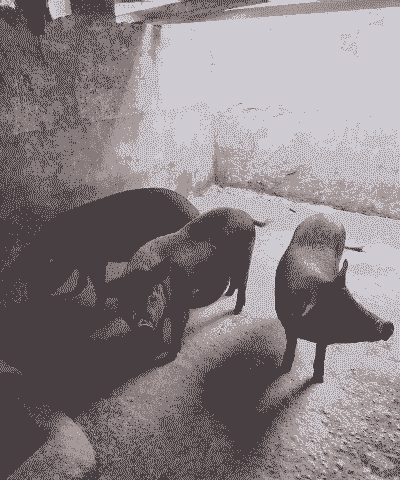 黑猪能长多少斤