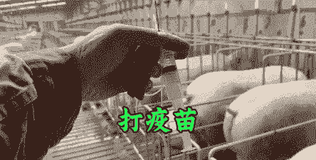 母猪腹泻苗打多少