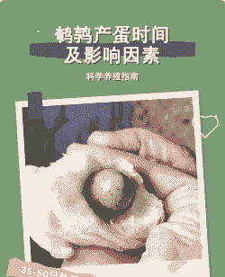 鹌鹑每次产蛋多少