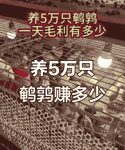 鹌鹑养殖利润是多少