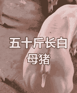 长白母猪多少天产仔