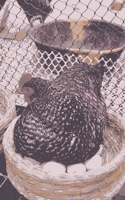 辽宁鸡雏多少钱