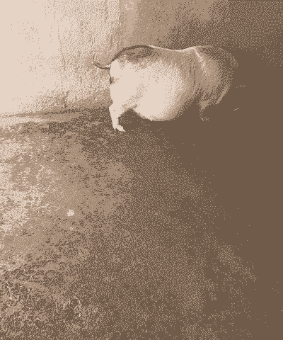 母猪怀孕多少天下崽