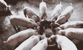 小猪多少天可教槽