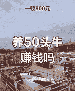 50头牛能赚多少
