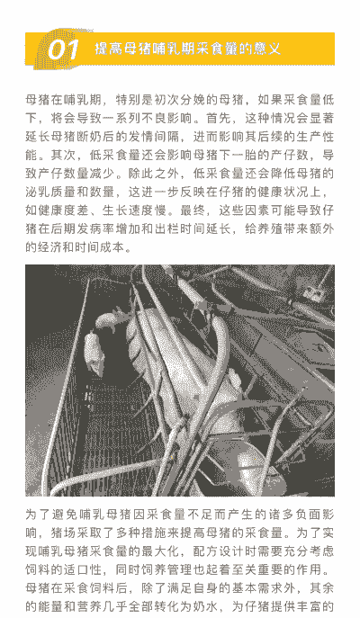 母猪产后多少天吃全食