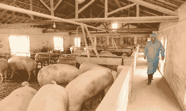 国内现有多少养猪场