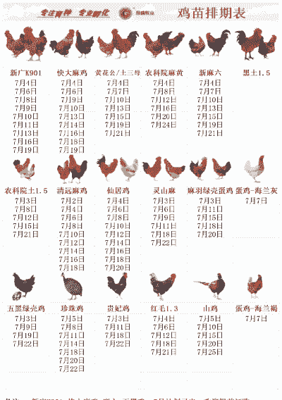 刚开始养鸡养多少合适