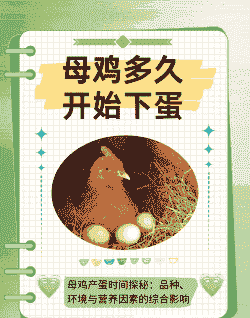 蛋鸡开产时间多少最好