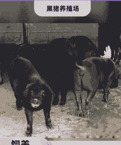 抚顺黑色猪价格是多少