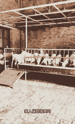 建造羊舍要多少钱