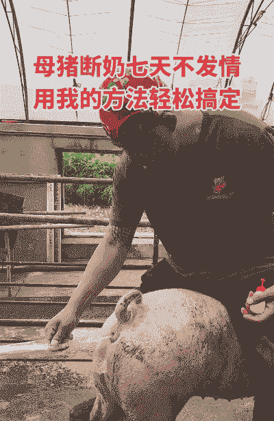 奶猪多少天断奶最好