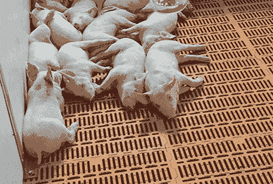 养猪从猪仔多少斤断奶