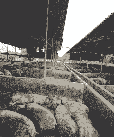 出栏的猪有多少斤