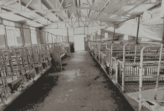 50头母猪需要投资多少