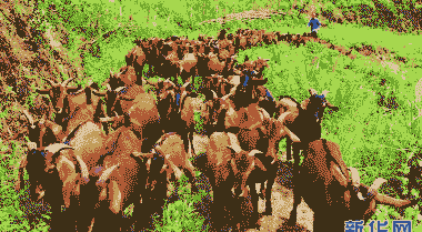 南江黄羊投资多少钱