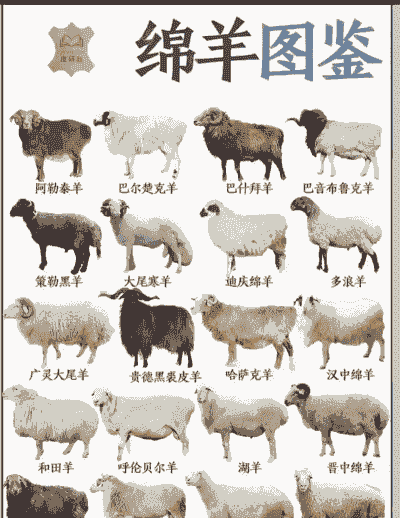 100平能养多少羊