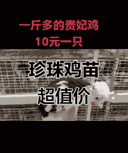 鸡苗多少钱1