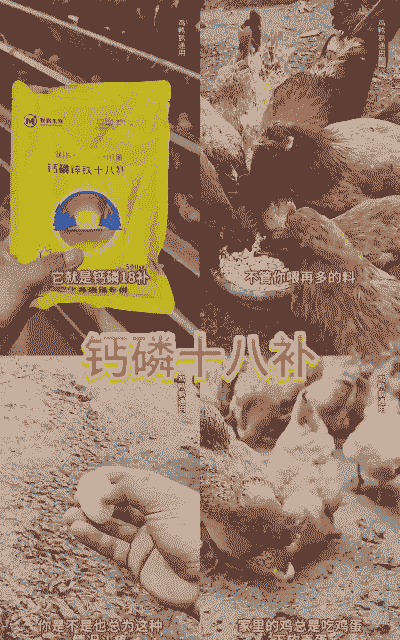 鸡钙磷比例多少最好