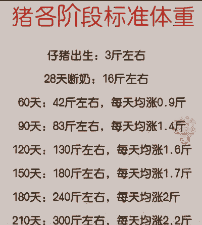 猪每天吃多少斤料