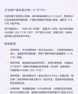 鸡产蛋多少时间