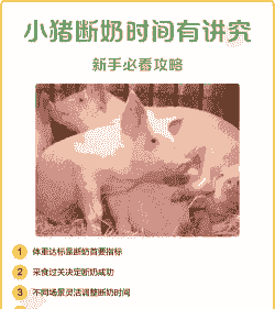 猪多少时间断奶