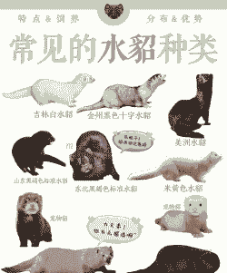 中国的貂有多少种