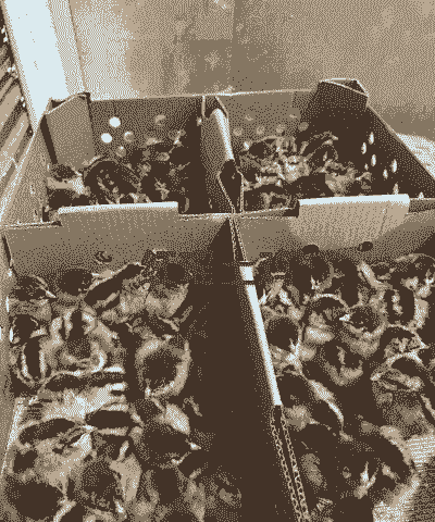 专业鸡苗多少钱