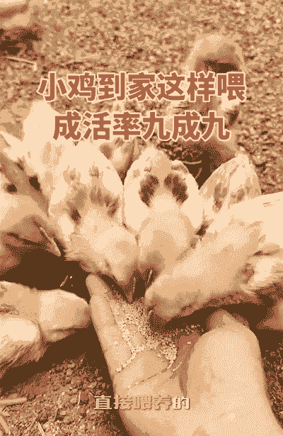 雏鸡的成活律有多少