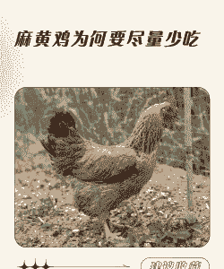 黄麻鸡多少天岀栏