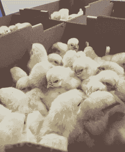 白羽肉鸡育种多少年