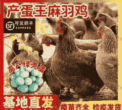 产蛋鸡苗多少钱