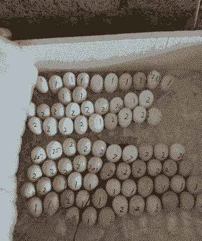 肉鸡苗孵化要多少天