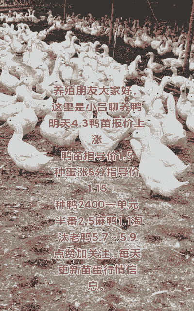 养野鸭子需要多少投资