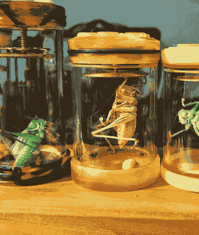 蝈蝈一次繁殖多少