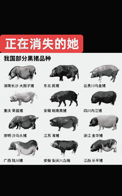 中国黑猪总共有多少