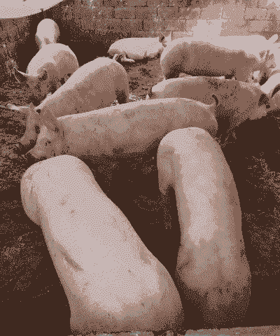 后备母猪吃多少钱