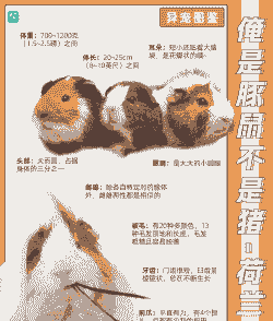 宠物猪有多少种