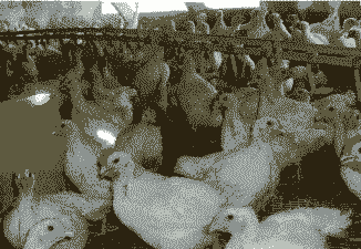 白羽鸡出栏需要多少饲料