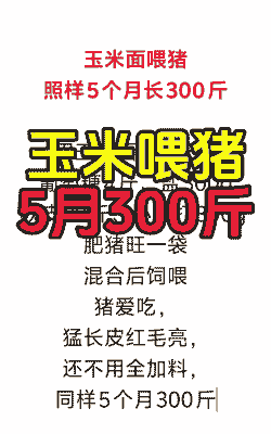 养猪用玉米含水多少合适