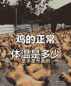 鸡的适应温度是多少