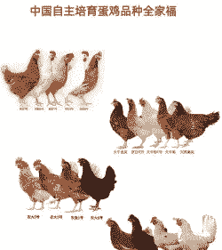 祖代一套多少鸡