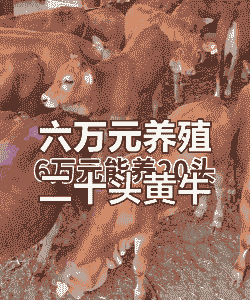 养殖20头牛利润是多少