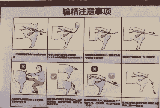 猪交配一次精液多少